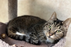 AngusMarchCFC-723x600