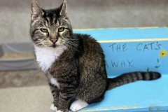 AngusMarchCFC1-686x600