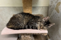 AngusNapCFC-copy-800x600