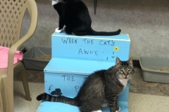 RomanAngusJulyCFC60f5da3d5fabd-551x600