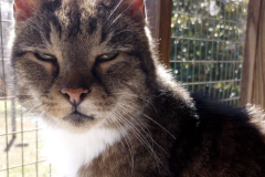 Screenshot-2023-03-05-at-3.10.02-PM-498x600