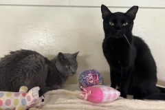 CaseyAppleJuly5-copy