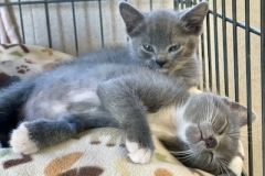LOTR-kittens-napping-08302025-10