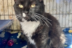 Autumn-Dec-11-2025-2