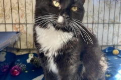 Autumn-Dec-11-2025-3