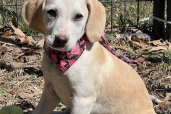 BaileyPup1-copy
