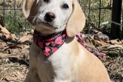 BaileyPup2-copy