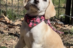 BaileyPup3-copy