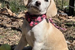 BaileyPup4-copy