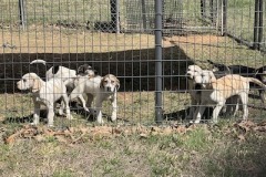PuppiesMarch-copy