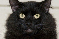 Bandit_01-664x600