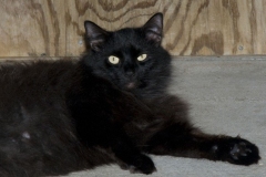 Bandit_06-800x532