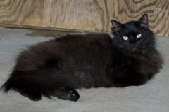 Bandit_07-800x533