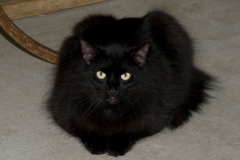 Bandit_08-800x533