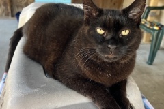 1_Binx2-copy