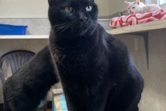 Binx-031524-2