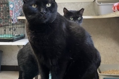 Binx-031524-3