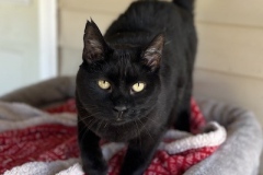 Binx1-copy