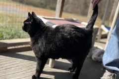 Binx3-copy