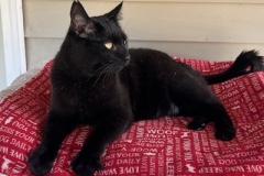 Binx5-copy