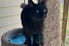 Binx6-copy