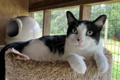 BirdieAugCFC1-712x600