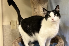 BirdieDecCFC-687x600