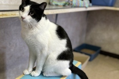 BirdieMarchCFC2-561x600