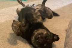 Booker2