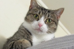 Brie-Oct-7-2025-2-closeup