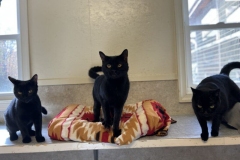 CharlieDaisyTulipOctCFC63717ea72c14a-800x544