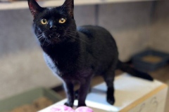 CharlieOctCFC9-649x600