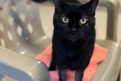 Screenshot-2023-03-05-at-3.24.20-PM-568x600