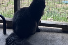 Chicko2-copy