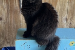Chicko6-copy