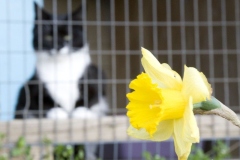 Cornelia-Daffodil-03-800x533