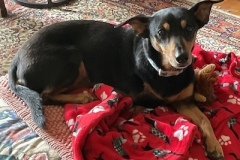 Daisy2
