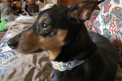 Daisy_1