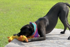 DarbyAugCFC1-762x600