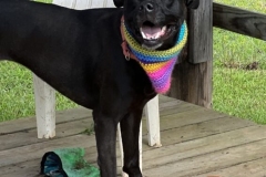 DarbyAugCFC11-566x600