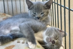 LOTR-kittens-napping-08302025-10-2