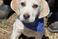Finnegan