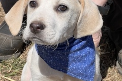 Finnegan1-copy