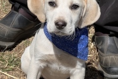 Finnegan2-copy