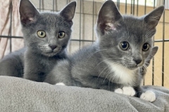 Eowyn-Gandalf-Sept-19-2025-2