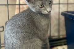 Gandalf-Sept-19-2025-5