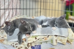 LOTR-kittens-napping-08302025-13