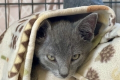 LOTR-kittens-napping-08302025-6