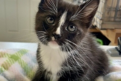 Gigi-June-17-2025-11