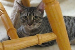 Gummo-Oct-7-2025-under-chair-3